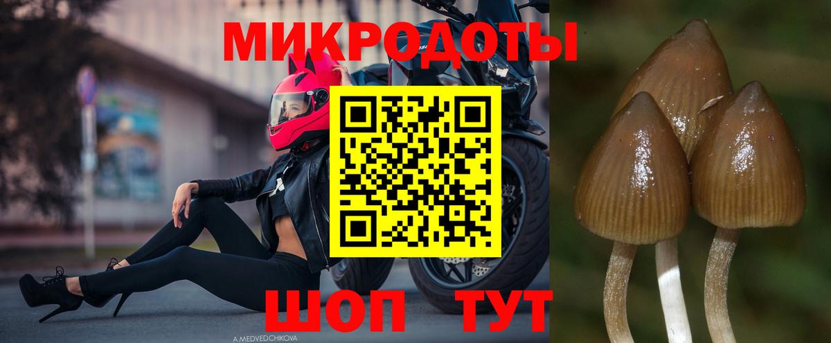 Псилоцибиновые грибы Psilocybe Владимир